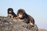 DOGUE DU TIBET 427